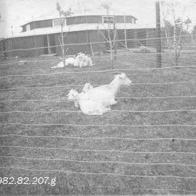 A photo of goats at Merrymeeting Park.