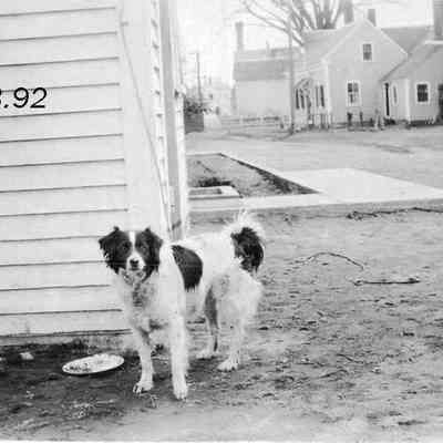 Dog Tied to a House
