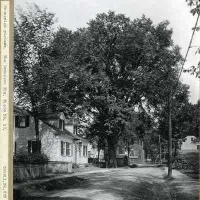 Dennison Elm