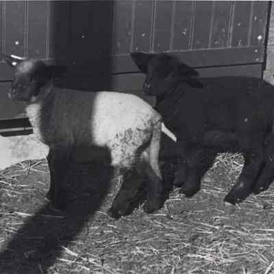 Lambs at Chippy Chase Farm