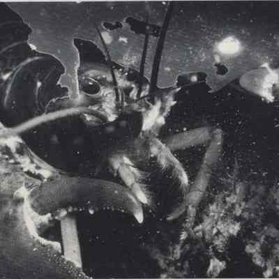 A photo view of a lobster. 2/20/1975.