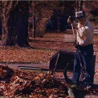 A photo view of raking leaves in Brunswick. 11/1/1988.