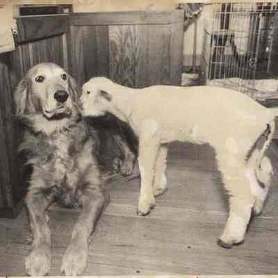 A photo view of Tilly the lamb and the dog. 1/31/1992.