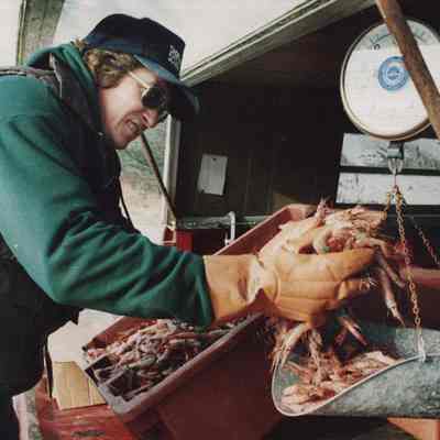 A photo view of a man weighing shrimp. 12/17/1986