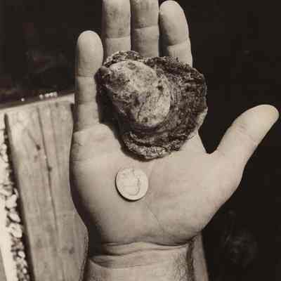 A photo view of a full grown oyster. 9/1/1975.