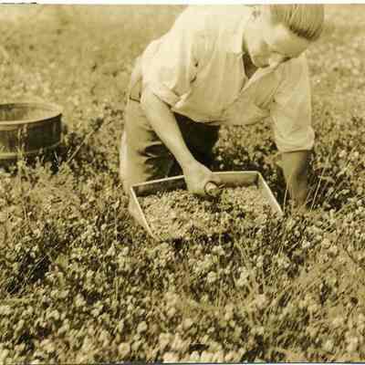 Blueberry Harvesting