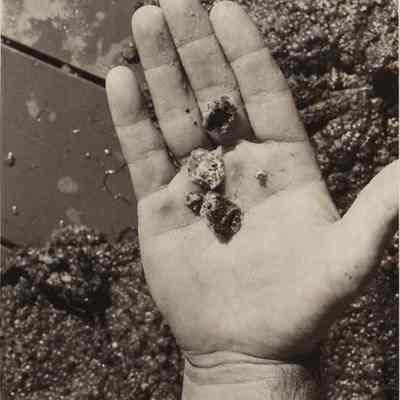 A photo view of some immature oysters. 9/1/1976.