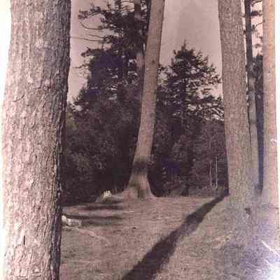 The Pines, Topsham