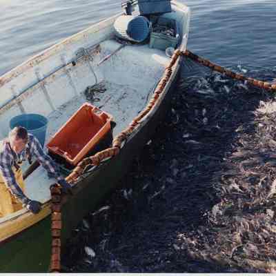 A photo view of fisherman Kenneth Wright. 4/30/1991.