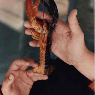 A photo view of a two colored lobster. 7/26/1990.