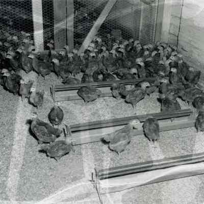 A photo of some chickens at Coleman Farms.