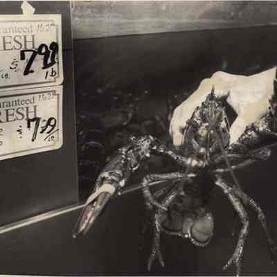 A photo view of lobsters for sale. 3/24/1992.