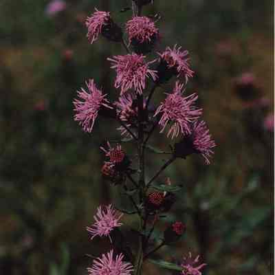 A photo view of some pretty flowers. 4/2/1990.