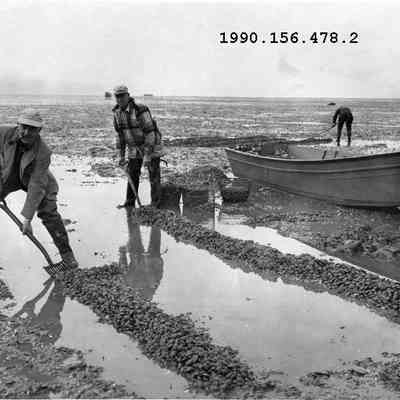 Digging Quahogs