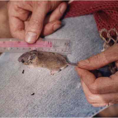 A photo view of Jack Witham measuring a mouse. 8/23/1991.