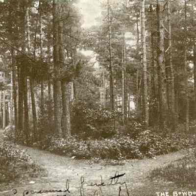 Bowdoin Pines