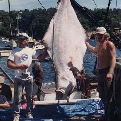 A photo view of 2 fisherman and a very large fish. 7/3/1191.
