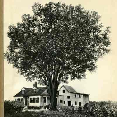 Dennison Elm