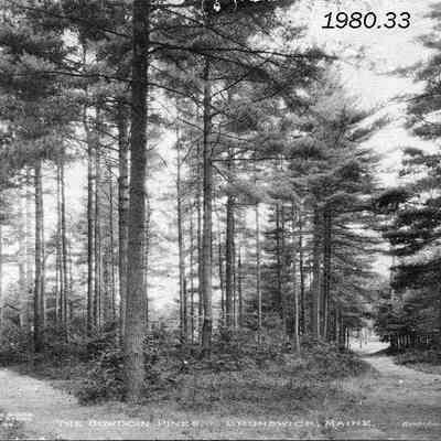 The Bowdoin Pines