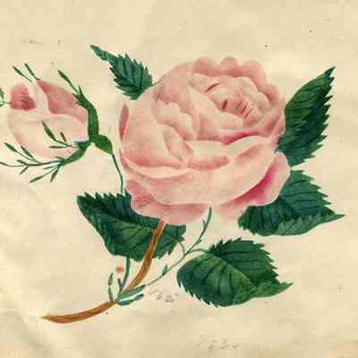 A photo of a rose.