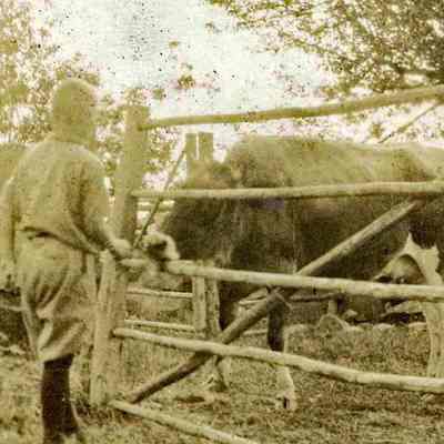 Boy Feeding a Cow