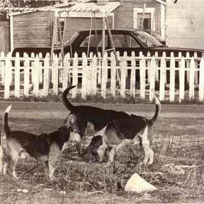 Pack of Dogs