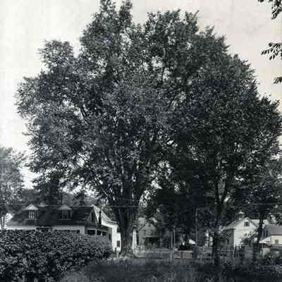 The Dennison Elm