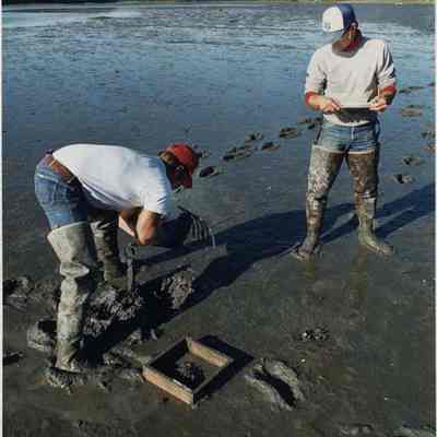 A photo view of 2 clam diggers at Harpswell. 9/16/1991.