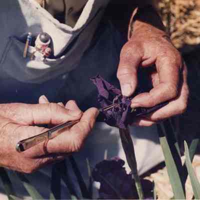 A photo view of Dr. McEwen working on one of his flowers. 7/3/1990.