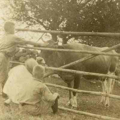 Children Petting a Cow