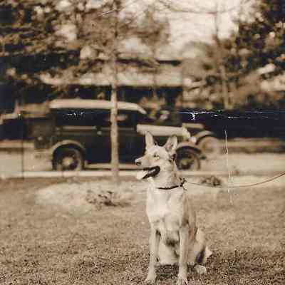 Dog named Tess