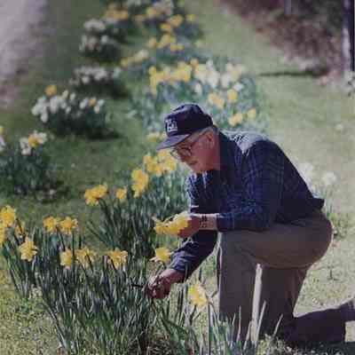 A photo view of a man picking daffodil. 5/11/1988.