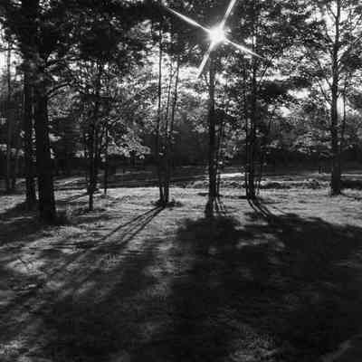 trees at Linnhaven