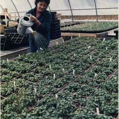 A photo view of a woman watering plants. 4/2/1989.
