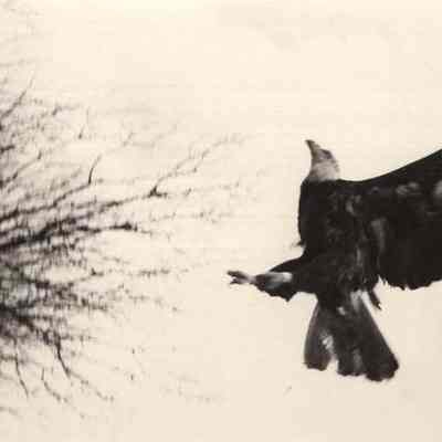 A photo view of a flying Bald Eagle. 3/6/1992.