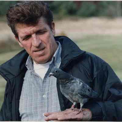 A photo view of Robert Sweatt holding a young pigeon.11/1/1991.