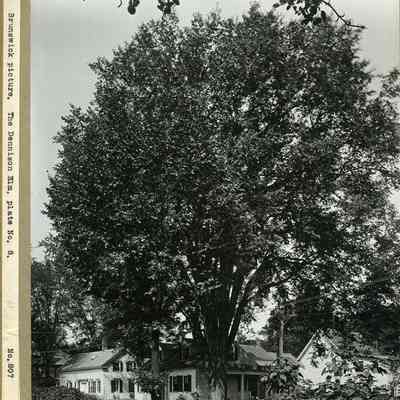 Dennison Elm