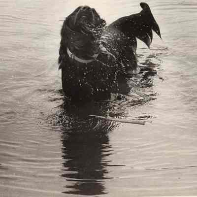A photo view of a dog in the Androscoggin River. 5/14/1992.