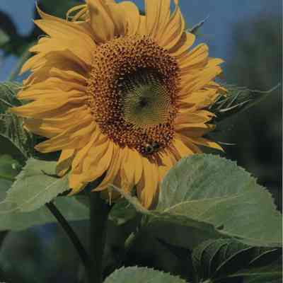 A photo view of a sunflower. 9/7/1989.