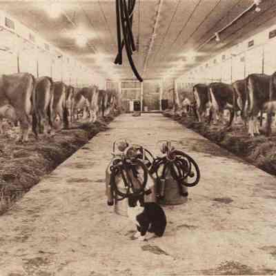 A photo view of a dairy farm "tie up". 1/5/1981.
