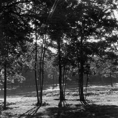 Even more trees.