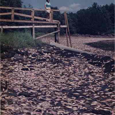 A photo view of Annette Porey.