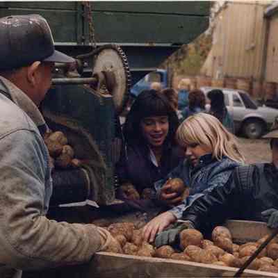 A photo view of children looking at potatoes. 10/11/1988.