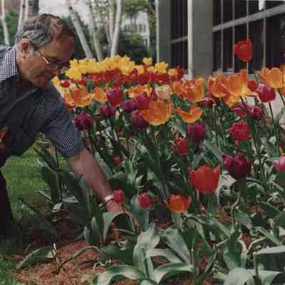 A photo view of a man working in his tulips. 5/12/1987.