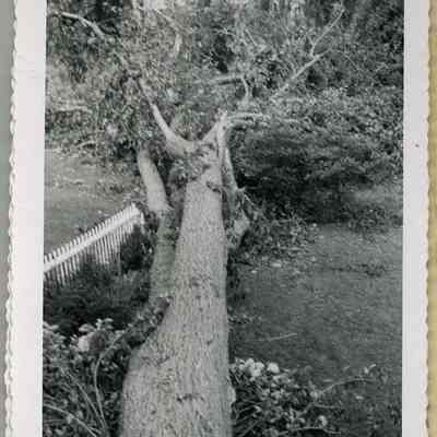 Hurricane 1954, Elm St, Topsham
