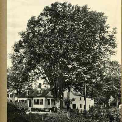 Dennison Elm