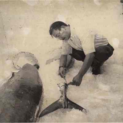 A photo view of Yukihiro Kino inspecting a tuna. 8/6/1991.