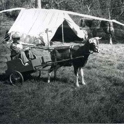A photo of a goat pulling a cart. 1951.