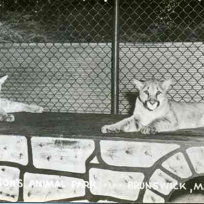Simpson's Animal Park
