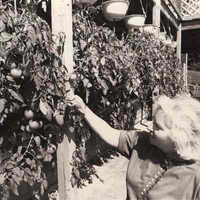 A photo view of a woman with upside down tomato plants. 9/1/1992.